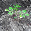 Moringa