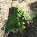 Moringa