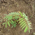 Tephrosia
