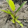 Black Mangrove