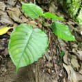Dynamite Tree