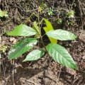 Cacao