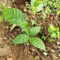 Cacao