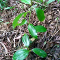 Canela