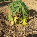 Papaya