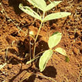 Tephrosia