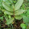 Guava