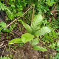 Cacaotier
