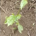 Sycomore fig