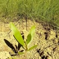 Acacia Mangium