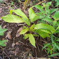Cacao
