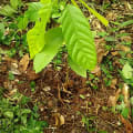 Cacao
