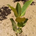 Mangrove Asiatique
