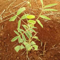 Tephrosia