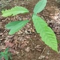 Cacao