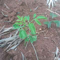 Moringa