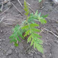 Grevillea