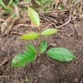 Caoba
