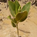 Asiatic Mangrove