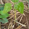 Tree Tomato