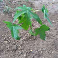 Papaya