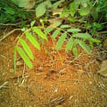 Tephrosia