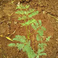 Leucaena