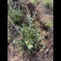 Cork Oak