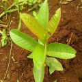 Guava