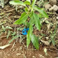 Edward Dominique's Happy Tree