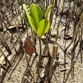 Weiße Mangrove