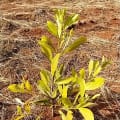 Acacia Mangium