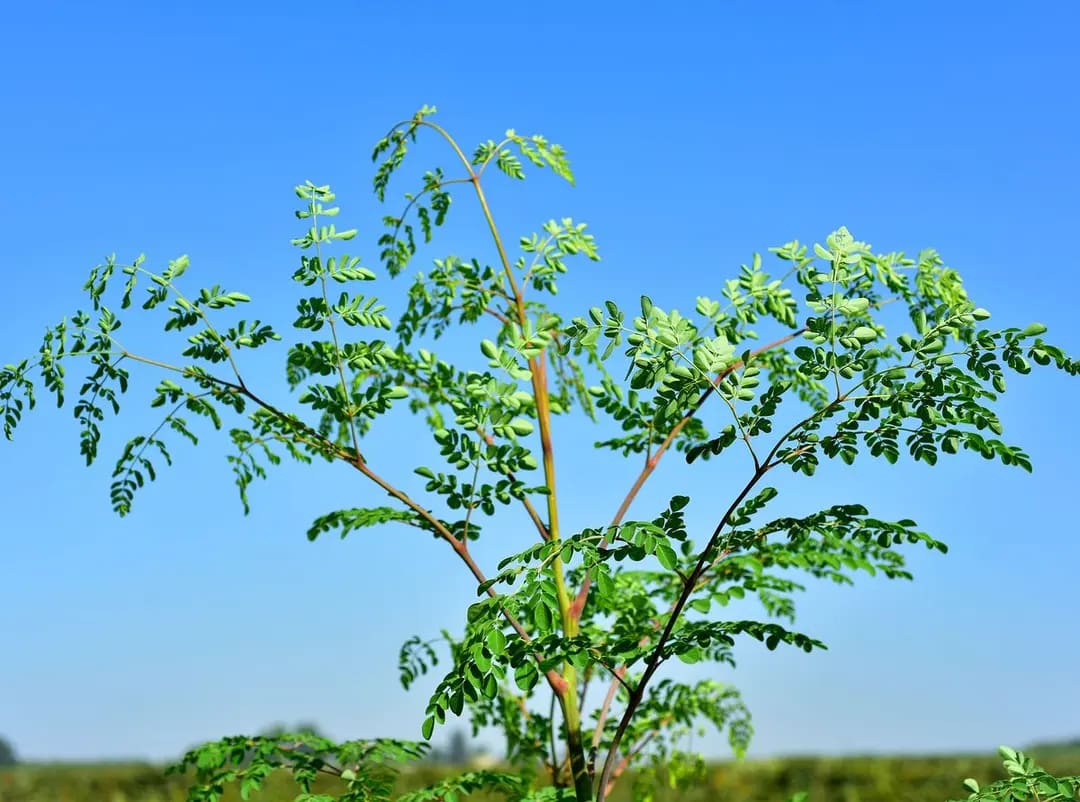 Małgosia Moringa