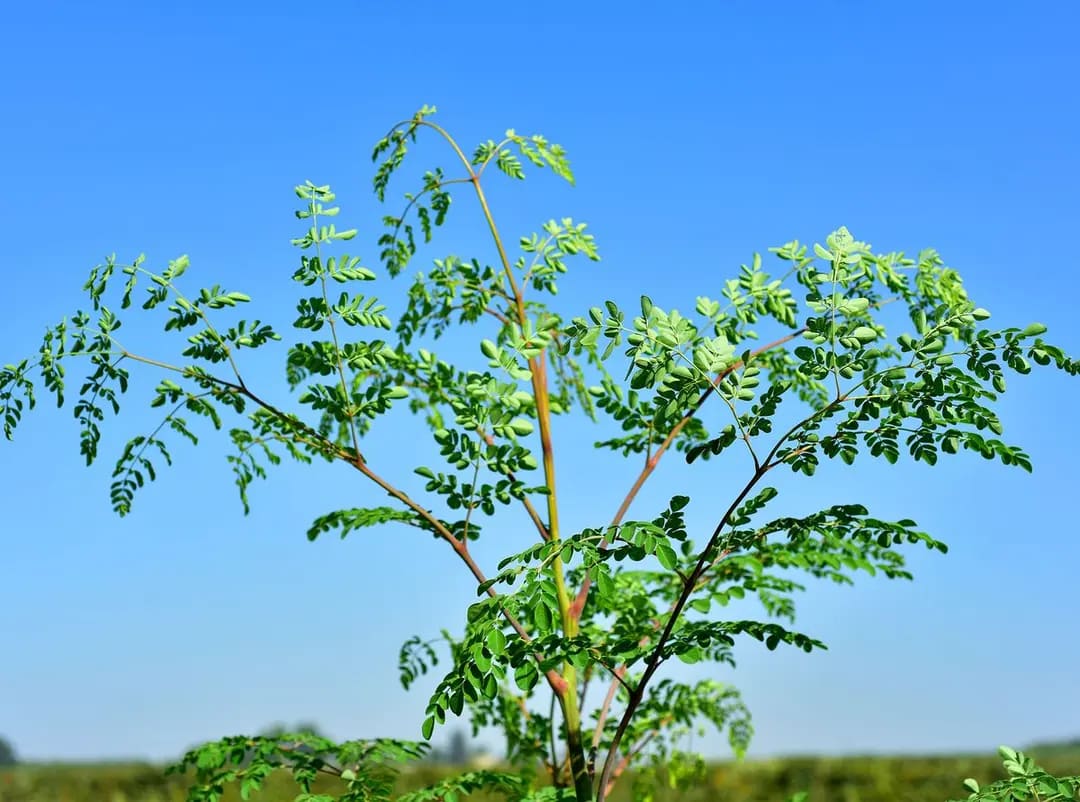 Małgosia Moringa