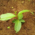 Guava