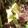 Cacao