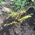 Grevillea