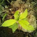 Cacao