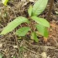 Cacao