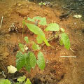 Cacao