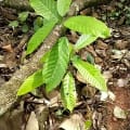 Cacao