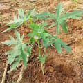 Papaya