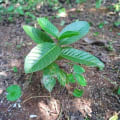 Guayaba