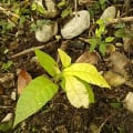 Cacao