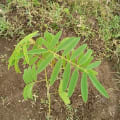 Tephrosia
