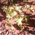Barbados Nut