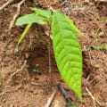 Cacao