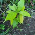 Cacao