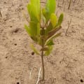 Mangrove Jaune