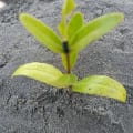 Schwarze Mangrove